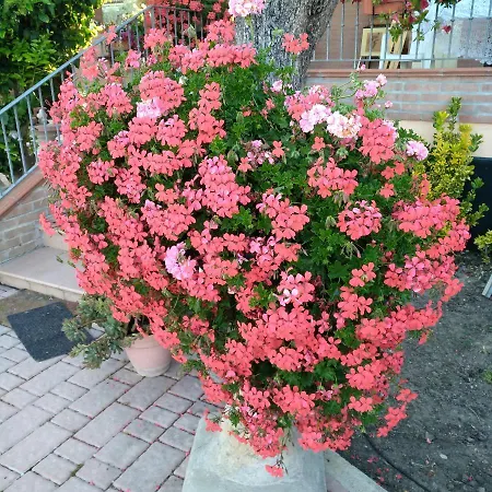 Bed & Breakfast Evinrude